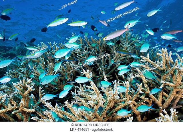 Shoal of Chromis over Reef, Chromis atripectoralis, Thaa Atoll, Maldives