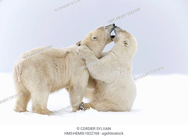 United States, Alaska, Arctic National Wildlife Refuge, Kaktovik, Polar Bear (Ursus maritimus), subadults playing along a barrier island outside Kaktovik