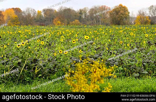 02 November 2021, Brandenburg, Paulinenaue: In a field planted with various flowers and vegetables, sunflowers are still blooming in November
