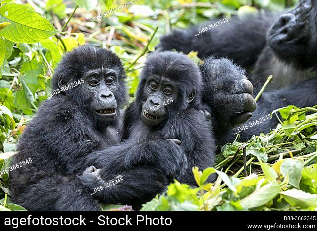 Africa, Uganda, Central African Hills, Kanungu District, The rainforest of the Bwindi Impenetrable National Park, Tropical Rainforest