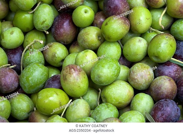 Agriculture - Closeup of freshly harvested table olives / Arbuckle, California, USA