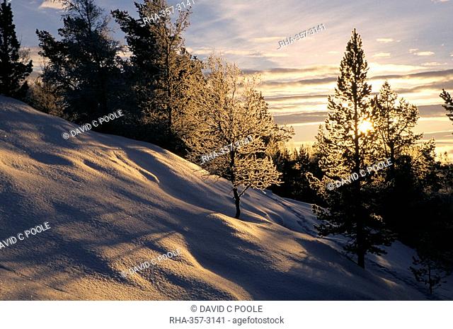 Sun through trees, Rondablikk, Norway, Scandinavia, Europe