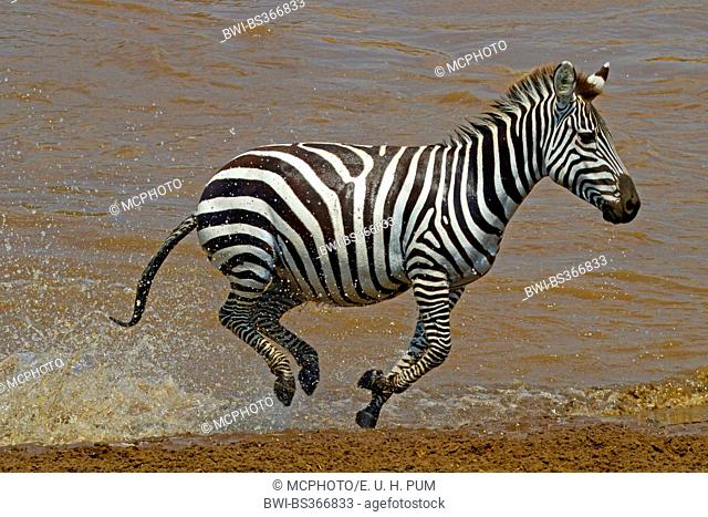Boehm's zebra, Grant's zebra (Equus quagga boehmi, Equus quagga granti), galopping out of the Lake Nakuru, Kenya, Masai Mara National Park