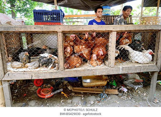 domestic fowl (Gallus gallus f. domestica), domestic fowl and ducks for sale on the market in Seririt, Indonesia, Bali, Seririt