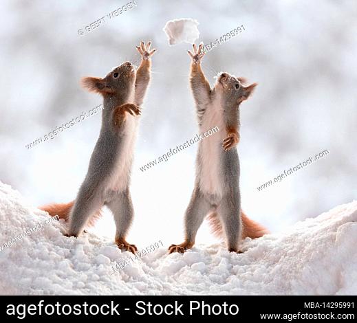 red squirrels reaching for a snowball