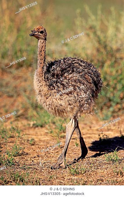 South African Ostrich, (Struthio camelus australis), young walking, Oudtshoorn, Western Cape, South Africa, Africa