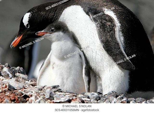 Gentoo penguin Pygoscelis papua downy chick near parent in the Aitcho Island Group, South Shetland Islands, Antarctica
