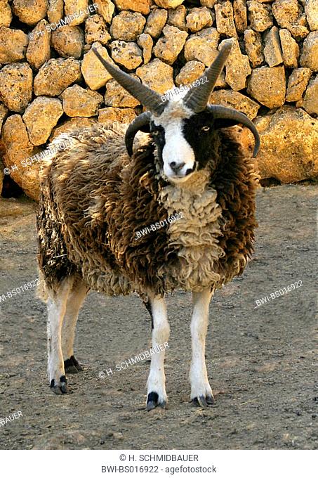 four-horn-sheep (Ovis ammon f. aries)