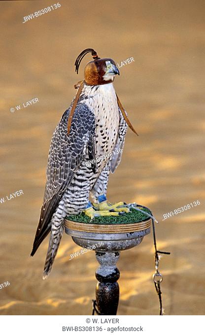 gyr falcon (Falco rusticolus), with hood sitting on observation point, United Arab Emirates