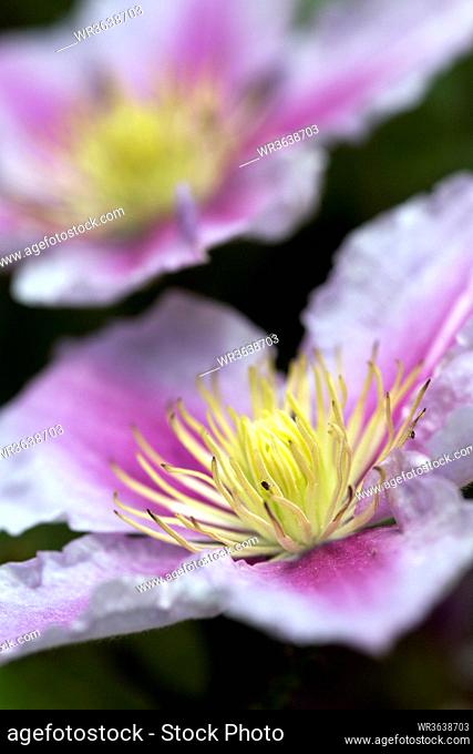 rosa Blüten einer Clematis-Hybride