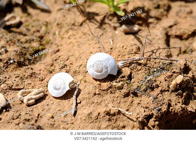 Theba subdentata helicella is a terrestrial snail endemic to southeastern Spain. This photo was taken near Sorbas, Almeria province, Andalusia, Spain