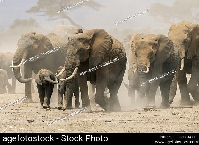 African elephant (Loxodonta africana) herd in Amboseli national park, Kenya