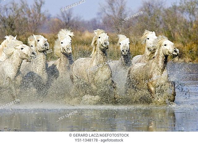 CAMARGUE HORSE, HERD GALOPPING IN SWAMP, SAINTES MARIE DE LA MER IN SOUTH OF FRANCE