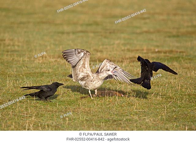 Herring Gull Larus argentatus juvenile, chasing Carrion Crow Corvus corone two adults, from dead European Rabbit Oryctolagus cunniculus, Suffolk, England
