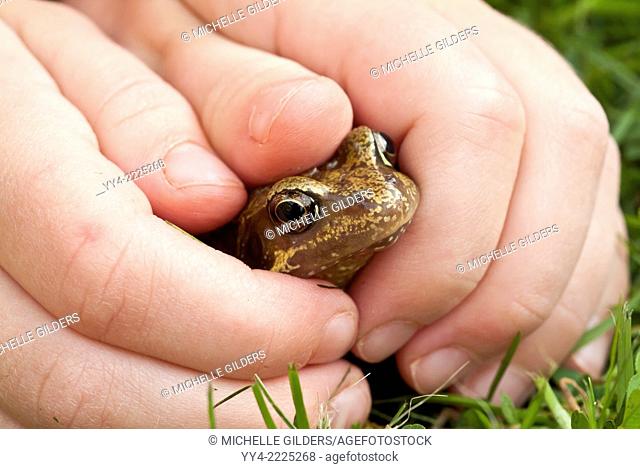 Five year old girl with Common frog, Rana temporaria, Bedfordshire, England