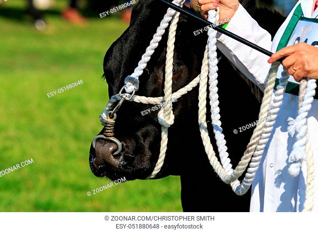 Harrogate, England - July 15th, 2015: cow being judged at the Great Yorkshire Show 15th July, 2015 at Harrogate in North Yorkshire, England
