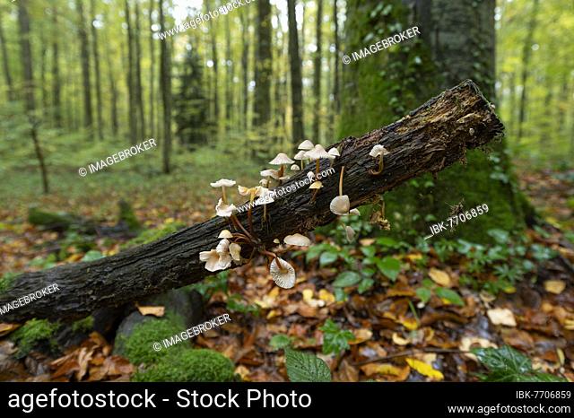 Clustered bonnet (Mycena inclinata) on deadwood, mixed beech forest, Canton Solothurn, Switzerland, Europe
