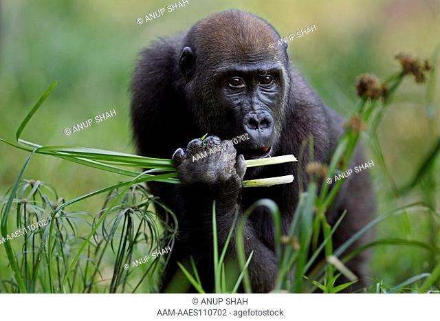 Western lowland gorilla juvenile female 'Bokata' aged 6 years feeding on sedge in a Bai (Gorilla gorilla gorilla). Bai Hokou