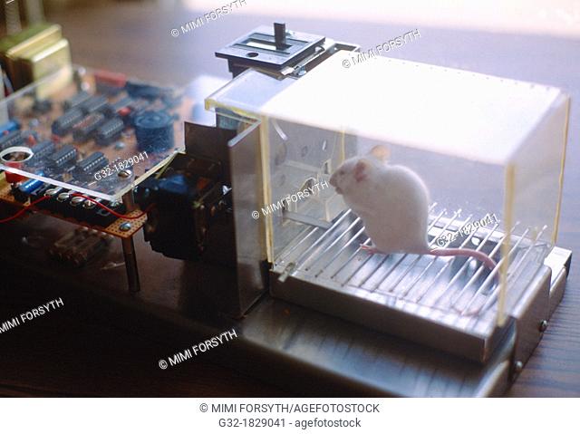 Mouse in Skinner box, behavior experiment- mouse presses bar for food