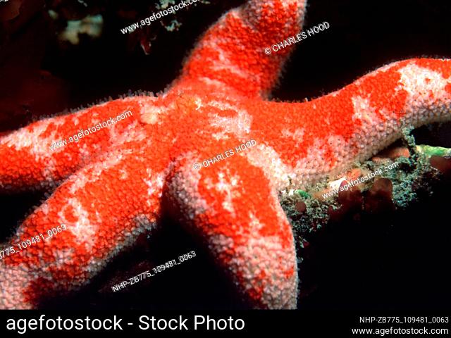 bloody henry starfish  Date: 16/1/01  Ref: ZB775-109481-0063  COMPULSORY CREDIT: Oceans Image/Photoshot