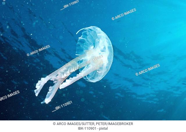 Phosphorescent Jellyfish, Mediterranean Sea / (Pelagia noctiluca)