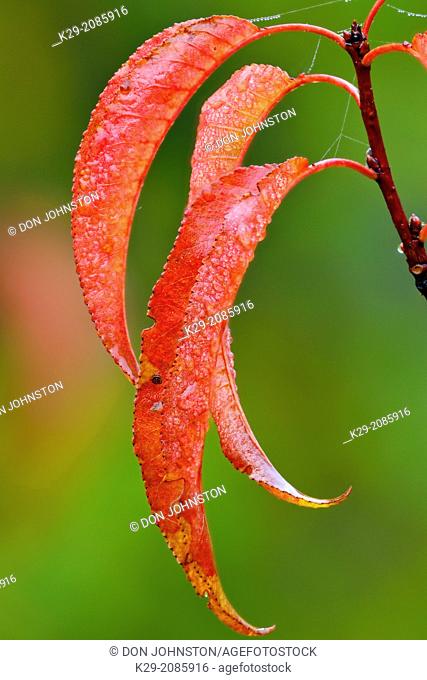 Pin cherry (Prunus pensylvanica) Autumn leaves with raindrop, Greater Sudbury (Lively), Ontario, Canada