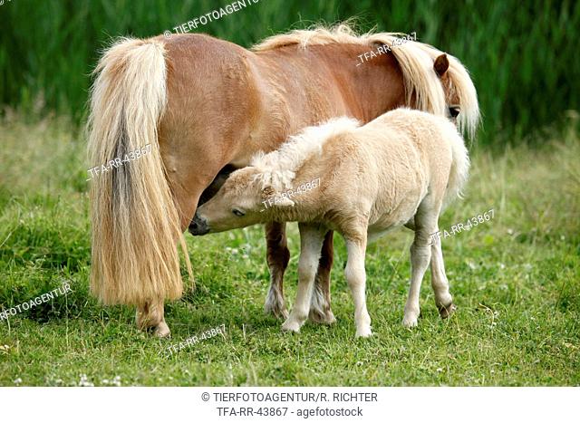 Miniature Shetland Ponies