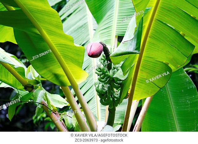 Banana tree with flower in the jungle, Island, Pulau Perhentian Kecil, China Sea, near Long Beach, Terengganu, Malaysia