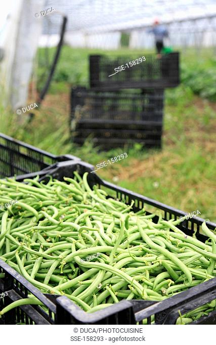 Picking organic green beans