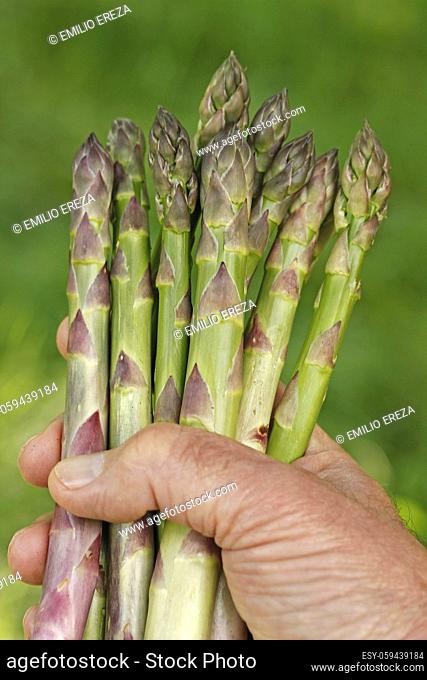 Collecting asparagus