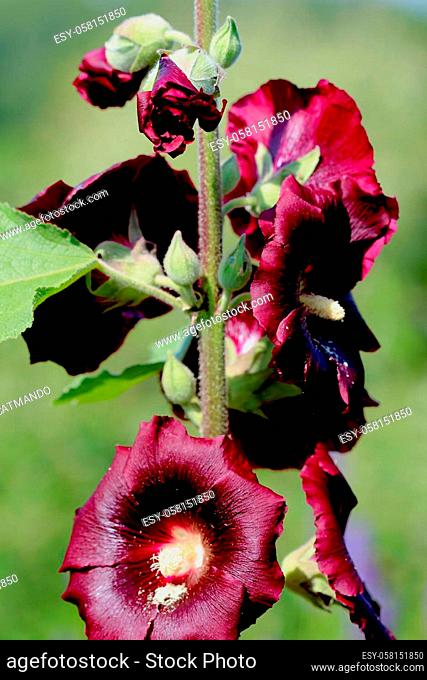 Alcea rosea (common hollyhock) is an ornamental plant in the Malvaceae family. It was imported into Europe from southwestern China during, or possibly before