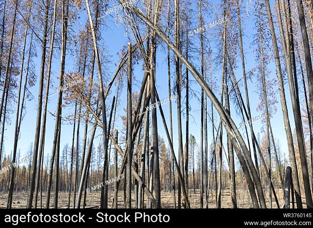 Destroyed and burned forest after extensive wildfire, trees charred and twisted