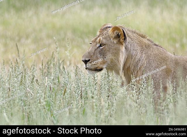 Black-maned lion (Panthera leo vernayi), young adult male, standing in the high grass, observing, Kgalagadi Transfrontier Park, Northern Cape, South Africa