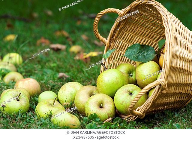 A basket of green apples laying on grass