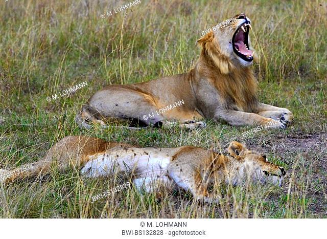 lion (Panthera leo), after mating, Kenya, Masai Mara National Park
