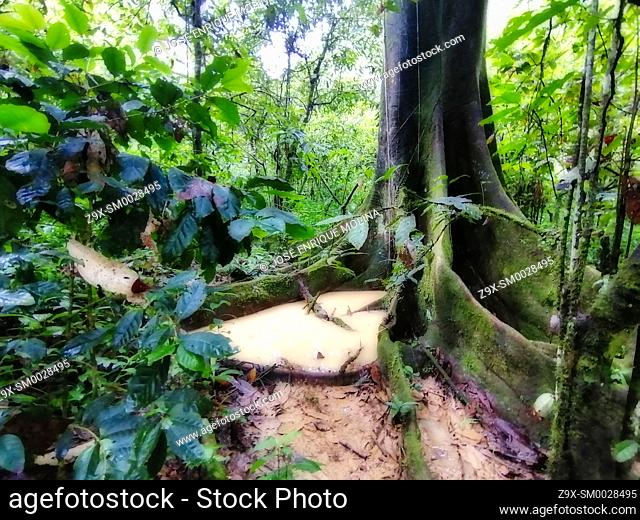 Amazonian rain forest.Ceiba pentranda tree, Peruvian jungle. Huanuco department, Perú, South America