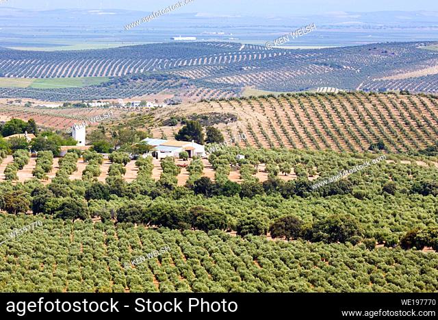 near Puerto de la Encina, Seville Province, Andalusia, southern Spain. Agriculture. Farmhouse seen over olive groves