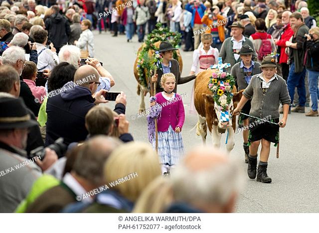 Children walk along with decorated cattle during the traditional driving down of cattle from the mountain pastures in Kruen, Germany, 19 September 2015