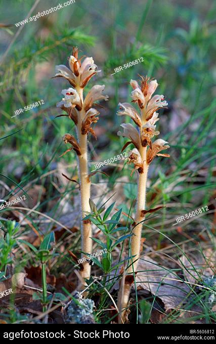 Clove-scented Broomrape (Orobanche caryophyllacea) flowering, growing on Wild Madder (Rubia peregrina), Causse de Gramat, Massif Central, Lot, France, Europe