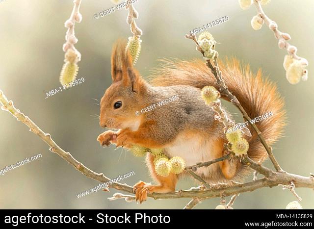 profile and close up of red squirrel on willow branches looking down