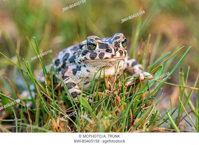 Green toad, Variegated toad (Bufo viridis), sitting on grass, from the front, Austria