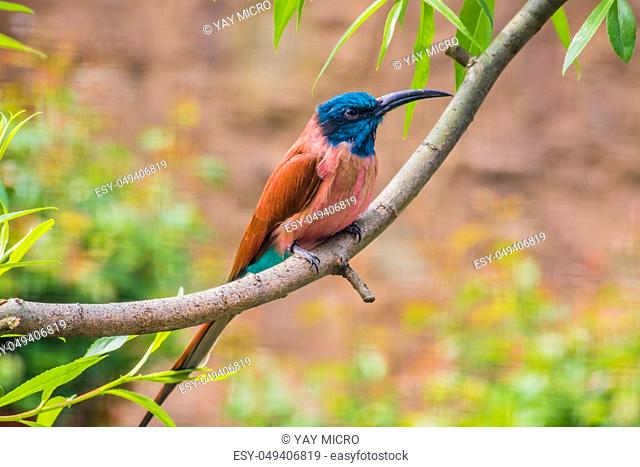 Carmine bee-eater sitting on tree branch red and blue feathers