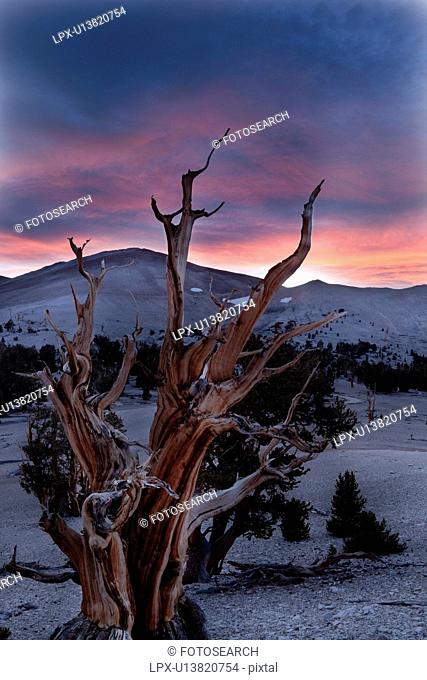Single Bristlecone pine tree against blue/pink sunset sky, Bristlecone Pine Forest, Sierra Nevada