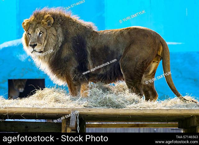 RUSSIA, VLADIVOSTOK - FEBRUARY 2, 2023: An African lion lives at Sadgorod Zoo. Three cubs born to a family of Bonifatsiy, 15