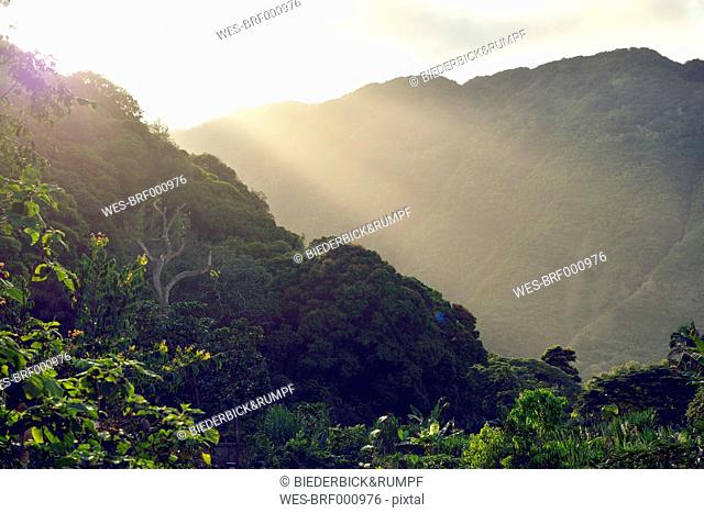 USA, Hawaii, Big Island, Waipio Valley, vegetation at evening light