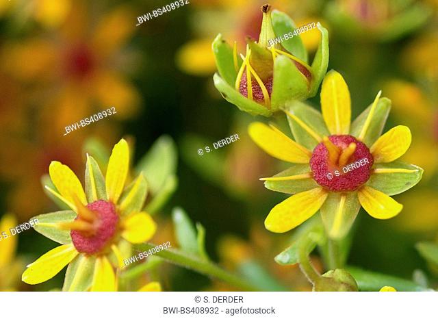 yellow saxifrage, yellow mountain saxifrage, evergreen saxifrage (Saxifraga aizoides), flowers, Austria, Tyrol, Tannheimer Berge