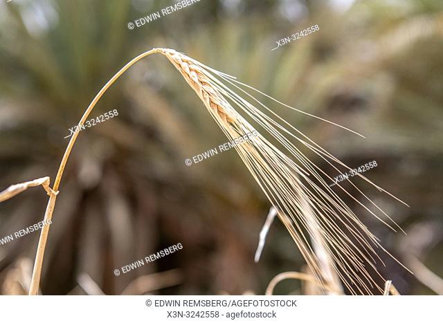 Close-up on single head of wheat being grown in field at Tighmert Oasis, Morocco