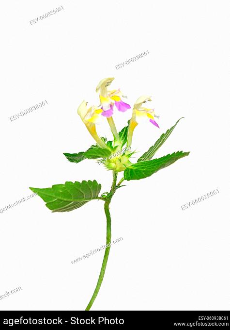 Bunter Hohlzahn (Galeopsis speciosa) - Large-flowered hemp-nettle (Galeopsis speciosa)