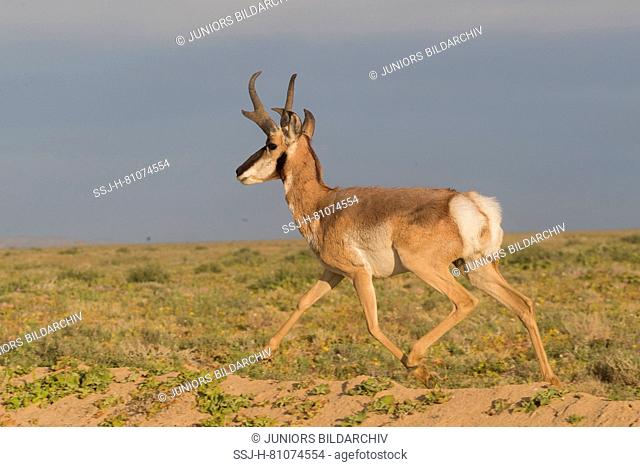 Baja California Pronghorn (Antilocapa americana peninsularis). Adult male trotting in semi-desert. The wild population is estimated at 200