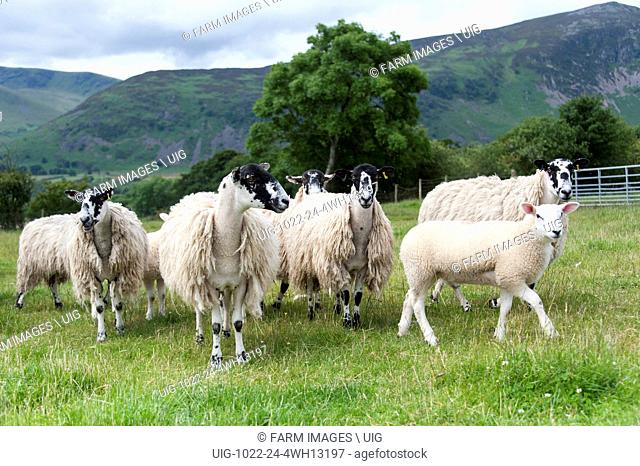 Mule ewes with full fleece of wool and lambs at foot in an upland pasture